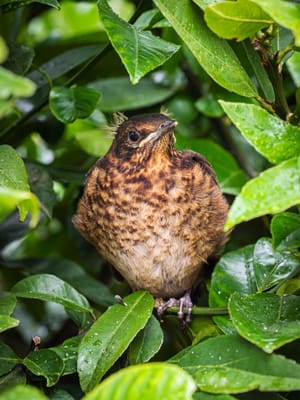 Blackbird Fledgling Branch Tree post feature image