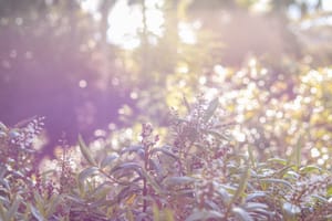 Blooming Bush post feature image