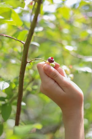 Blueberry post feature image