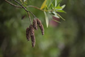 Catkins post feature image