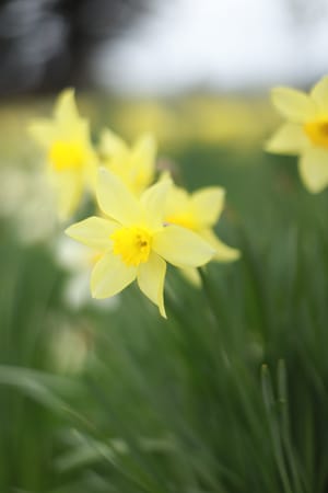Daffodil Bloom post feature image
