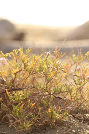 Delicate plants post feature image