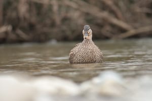 Duck in Shallow Water post feature image