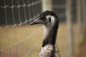 Emu Close-Up post feature image