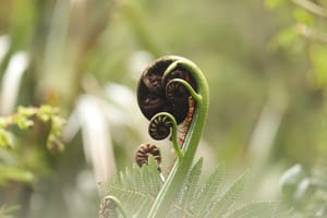 Fern Spiral post feature image