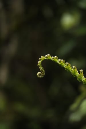Fern frond unfurling post feature image