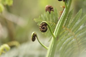 Fern fronds post feature image