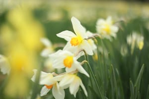 Field Daffodils post feature image