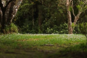 Forest clearing post feature image