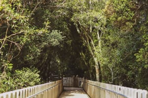 Forest bridge post feature image