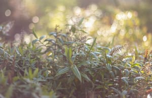 Glossy Leaves post feature image