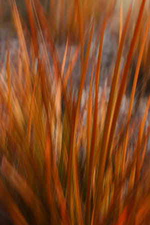 Grass Motion post feature image