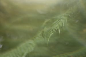 Green fern leaves post feature image