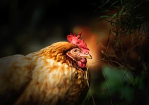 Hen in Soft Light post feature image
