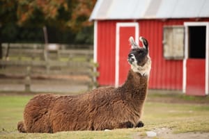 Llama Resting post feature image