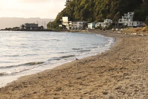 Martins on the shore post feature image