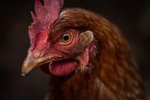 Molly the chicken post feature image
