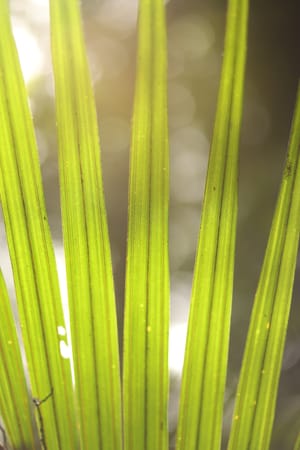 Palm Leaf post feature image