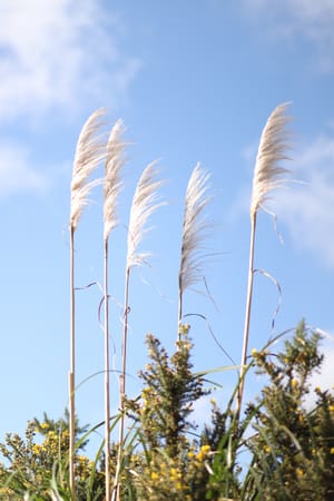 Pampas grass post feature image