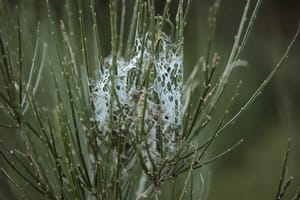 Plant in the Web post feature image