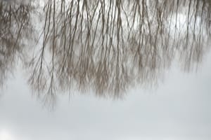 Reflected Trees post feature image
