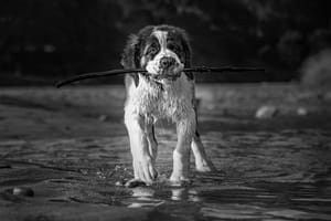 Saint Bernard Dog is carrying a branch post feature image