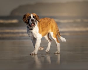 Saint Bernard Dog on the ocean shore post feature image