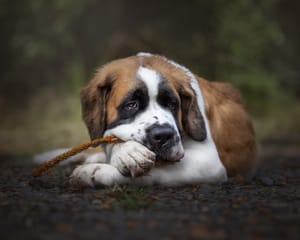 Saint Bernard Dog post feature image