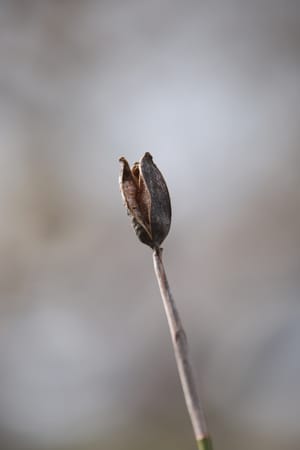 Seed Pod post feature image