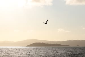 Skyline Flight post feature image