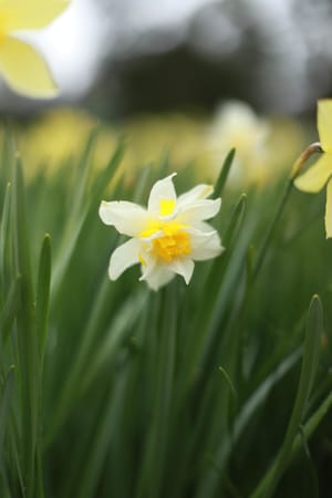 Spring Daffodil post feature image