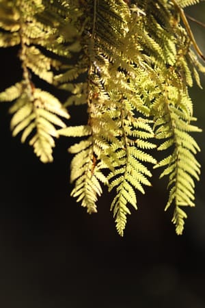 Sunlit Fern & Shadow Contrast post feature image