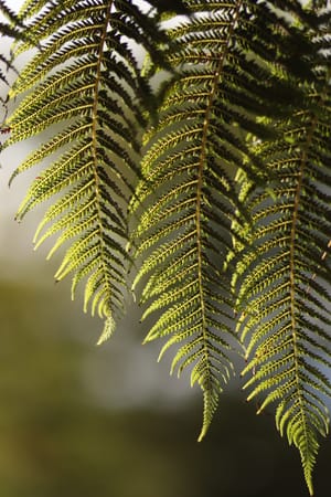 Sunlit Fern post feature image