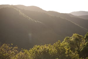 Sunlit Forest Hills post feature image