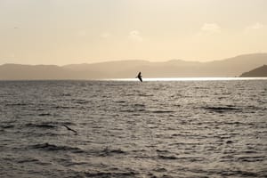 Sunset Flight post feature image