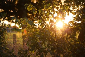 Sunset Light Through Foliage post feature image