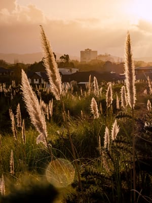 Toi Toi Plant Fonterra Dairy Factory post feature image