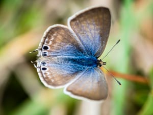 Topside Long-tailed Blue Butterfly post feature image