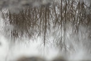 Tree Reflection post feature image