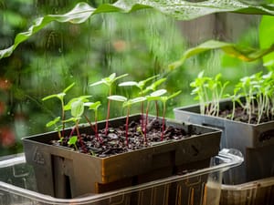 Vegetable Seedlings Sill post feature image