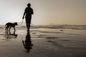 Walking with the dog along the ocean shore post feature image
