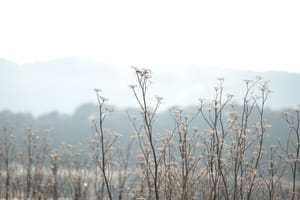 Wildflowers post feature image