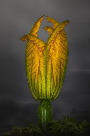Zucchini Bloom in Mist post feature image