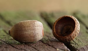 Acorn on a picnic table post feature image