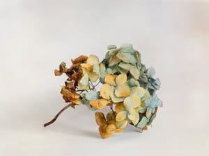 Hydrangea post feature image