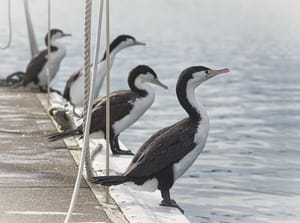 Four pied cormorants post feature image