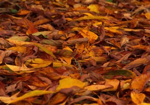 Autumn leaves post feature image