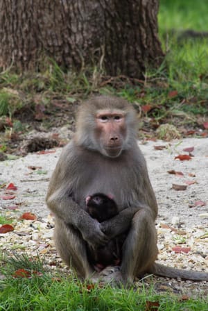 Baboon with its baby post feature image