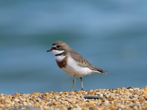 Banded Dotterel post feature image