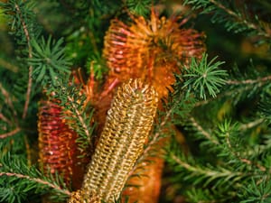 Banksia post feature image